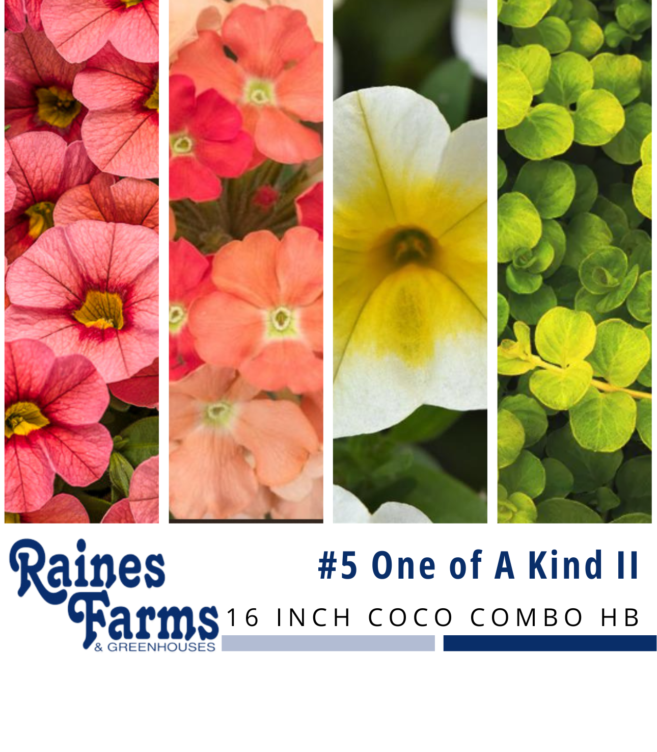 #5: One of A Kind II 16 Inch Coco Combo Hanging Basket 
